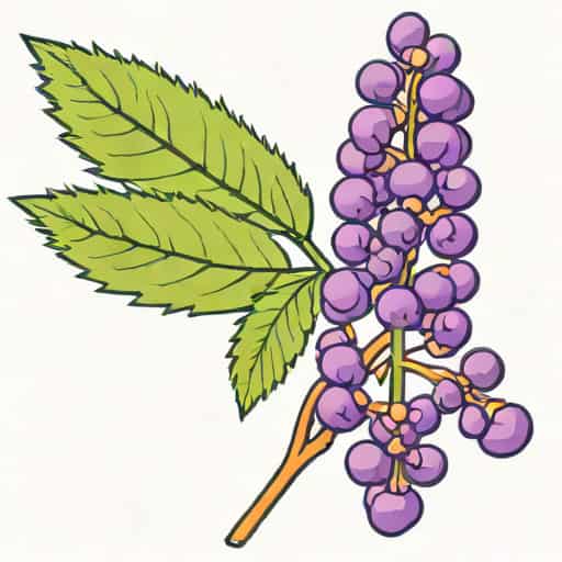 Early Amethyst Beautyberry