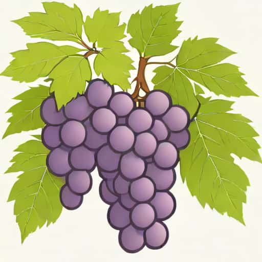 Gavi Grape Varietal