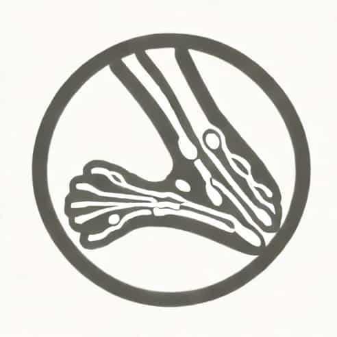 Healed Broken Bone X Ray