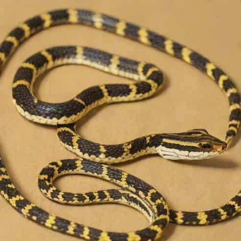 Juvenile Eastern Garter Snake