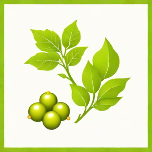 Quercetin And Gallic Acid