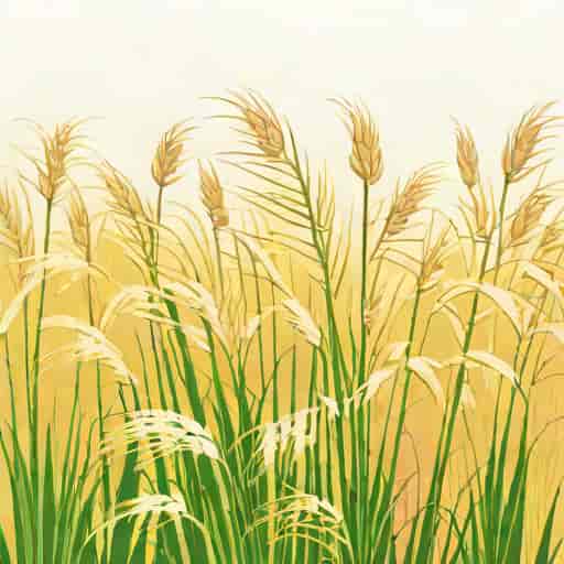 Sengokuhara Pampas Grass Field