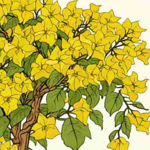 Yellow Bougainvillea For Sale