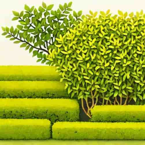 Yellow Privet Hedge Care