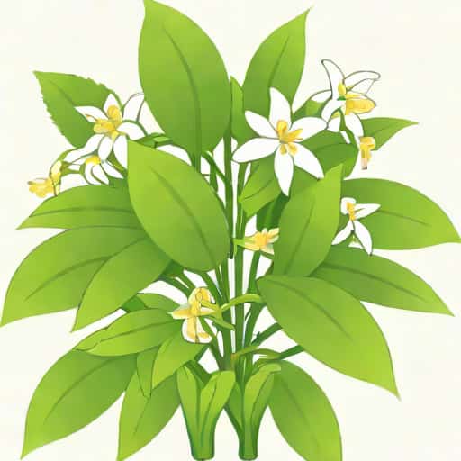 Can Jasmine Be Grown Hydroponically