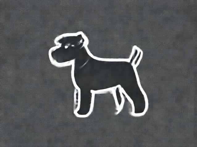Do Giant Schnauzer Shed