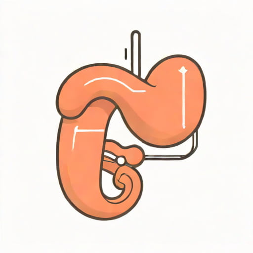 Junction Of Stomach And Duodenum
