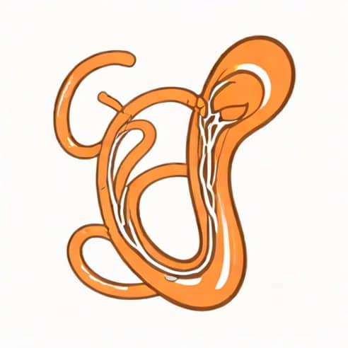 Kidney Distal Convoluted Tubule
