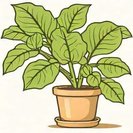 Light For Fiddle Leaf Fig