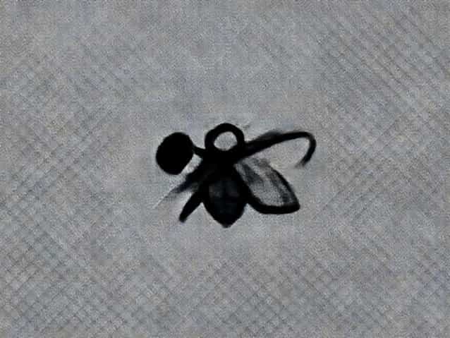 Little Fly So Sprightly