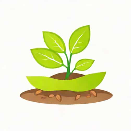 The Process Of Germination