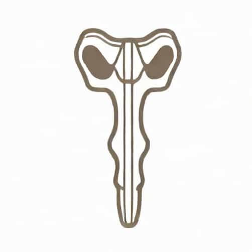 Uses Of Femur Bone