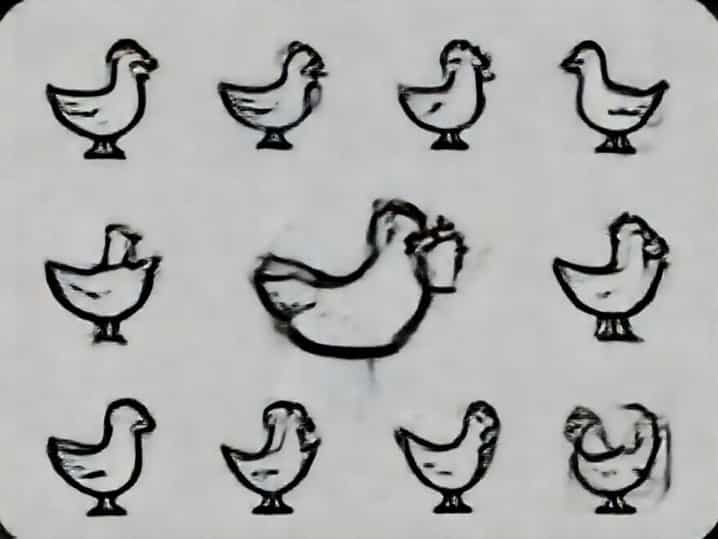 Videos De Gallo Claudio