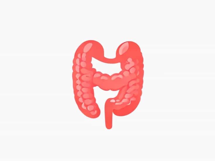 Most Digestive And Absorptive Activities Occur In The